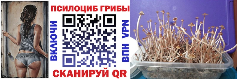 Галлюциногенные грибы Psilocybine cubensis  купить наркоту  Комсомольск-на-Амуре 